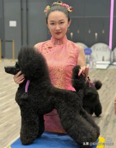 霍思燕到底多有钱 养的狗刚拿冠军鸟又拿冠军 霍思燕养犬拿奖的真相